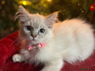 Ragdoll cats Gorgeous Tica ragdoll kittens ready now - Advert 17