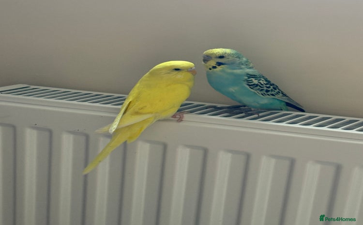 Budgerigars birds - Advert 16
