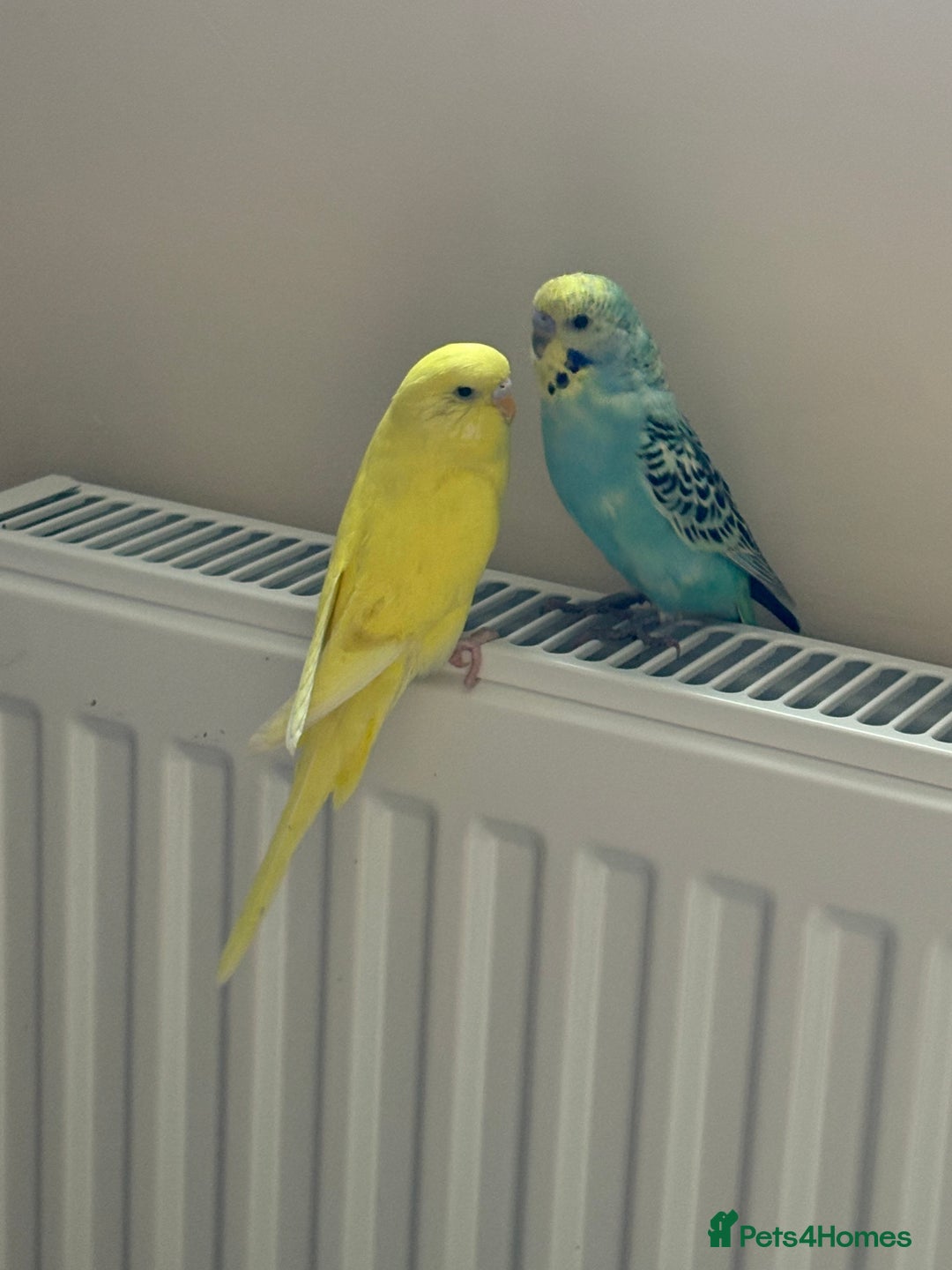 Budgerigars birds for sale: Hand tamed budgie with everything needed - Image 1