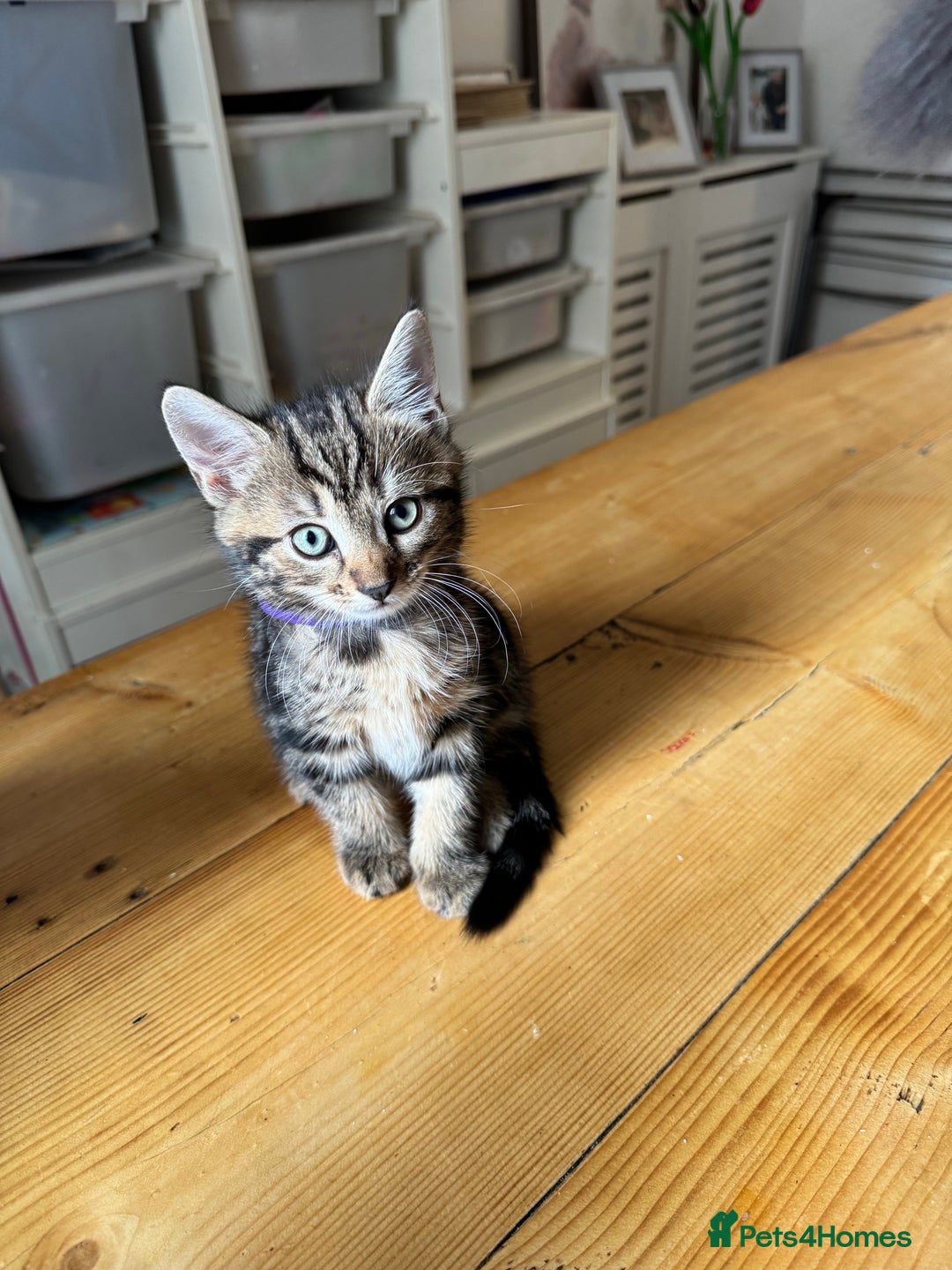Mixed Breed cats for sale: 2 Beautiful Tabby Female Kittens - Image 3