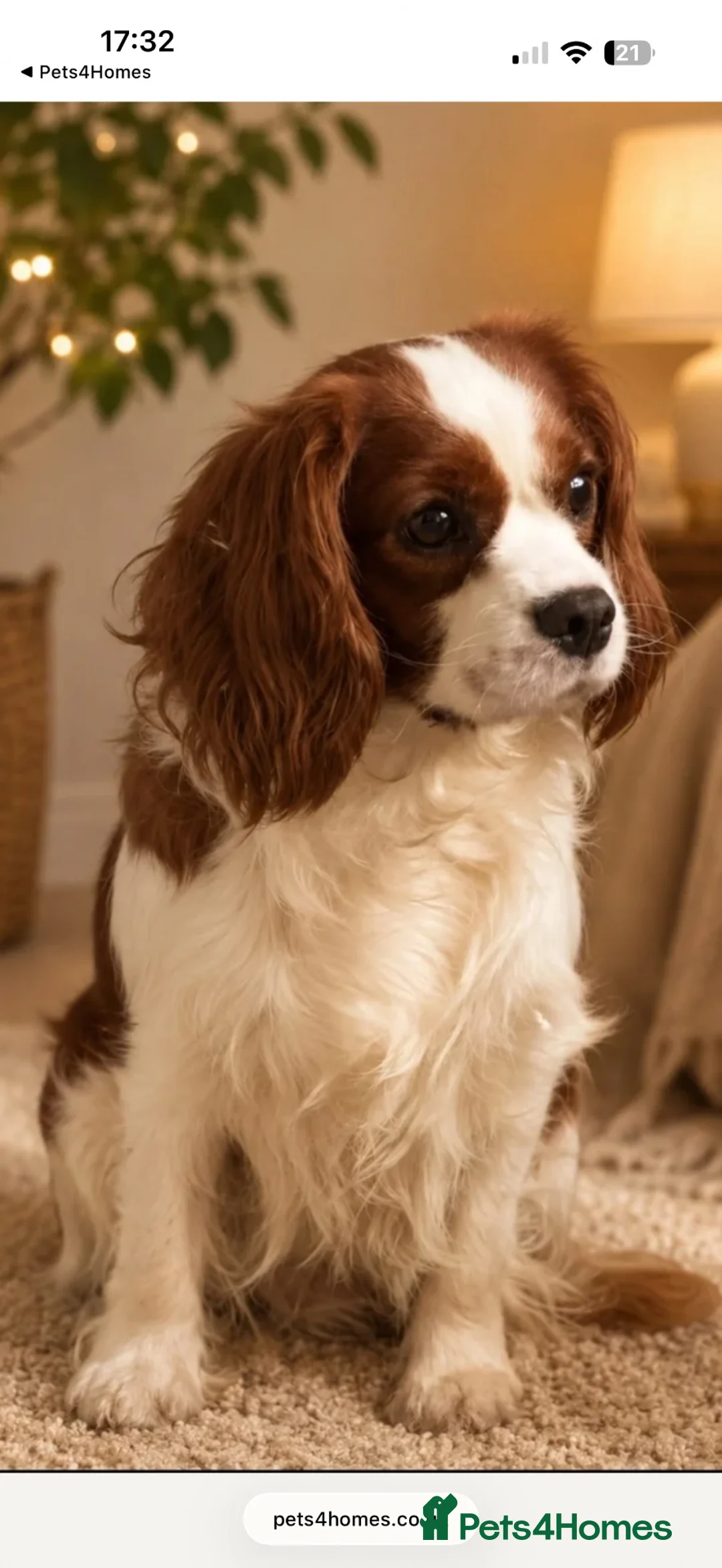 Cavalier King Charles Spaniel dogs for sale: DNA clear and kc registered cavalier puppies  - Advert 2