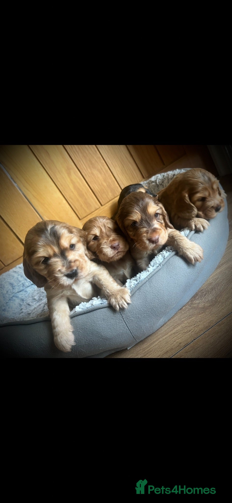 Cocker Spaniel dogs 5 beautiful KC registered Cocker Spaniels  - Advert 1