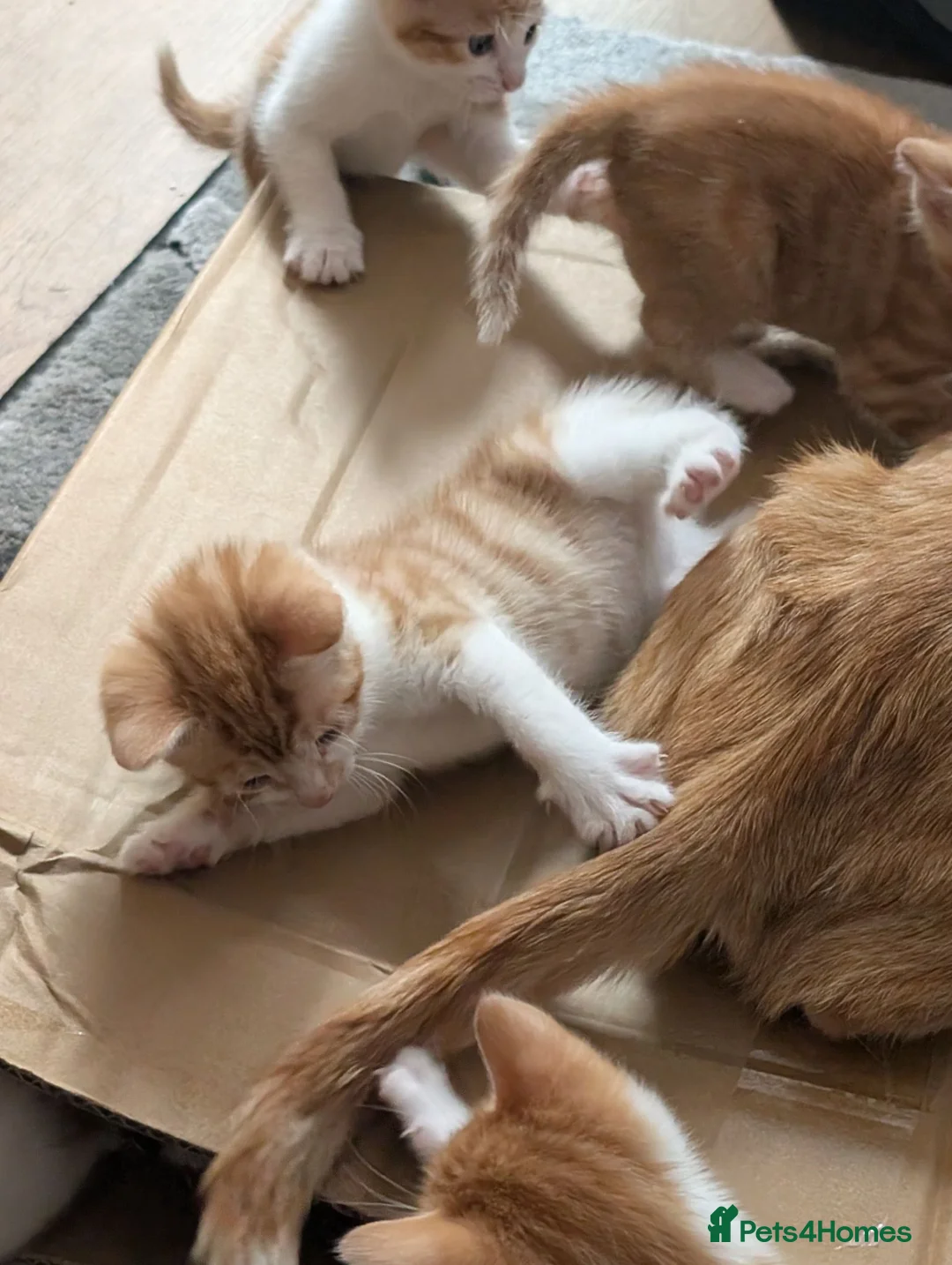 Mixed Breed cats for sale: Beautiful ginger kittens looking for loving homes  - Advert 10