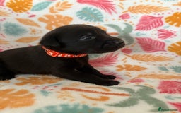 Labrador Retriever dogs for sale: Black Labrador puppies - Image 16