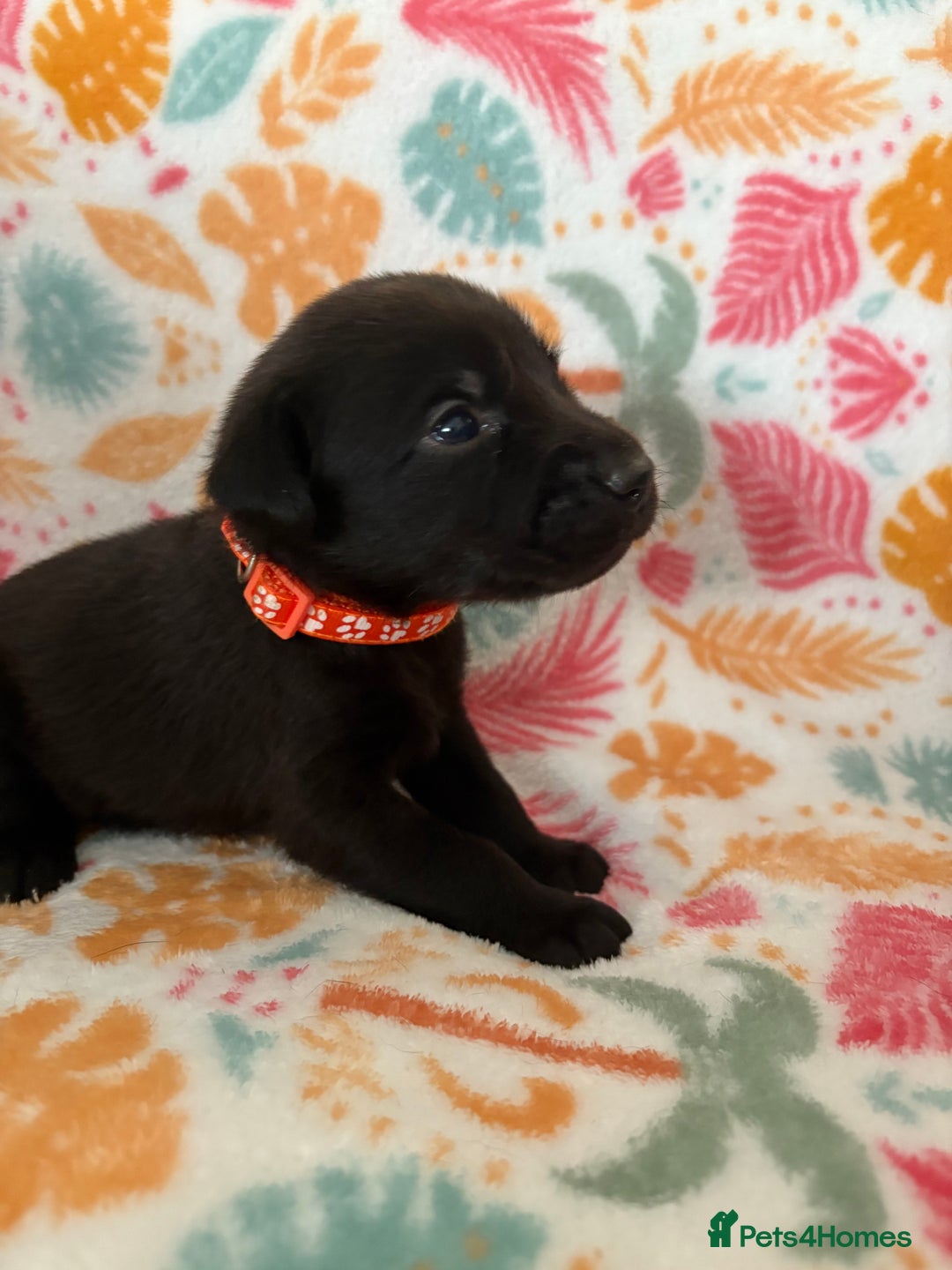 Labrador Retriever dogs for sale: Black Labrador puppies - Image 16