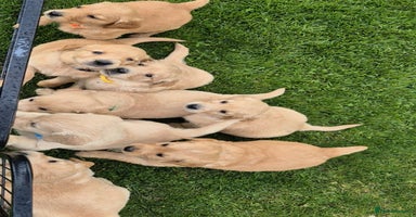 Golden Retriever dogs - Advert 5