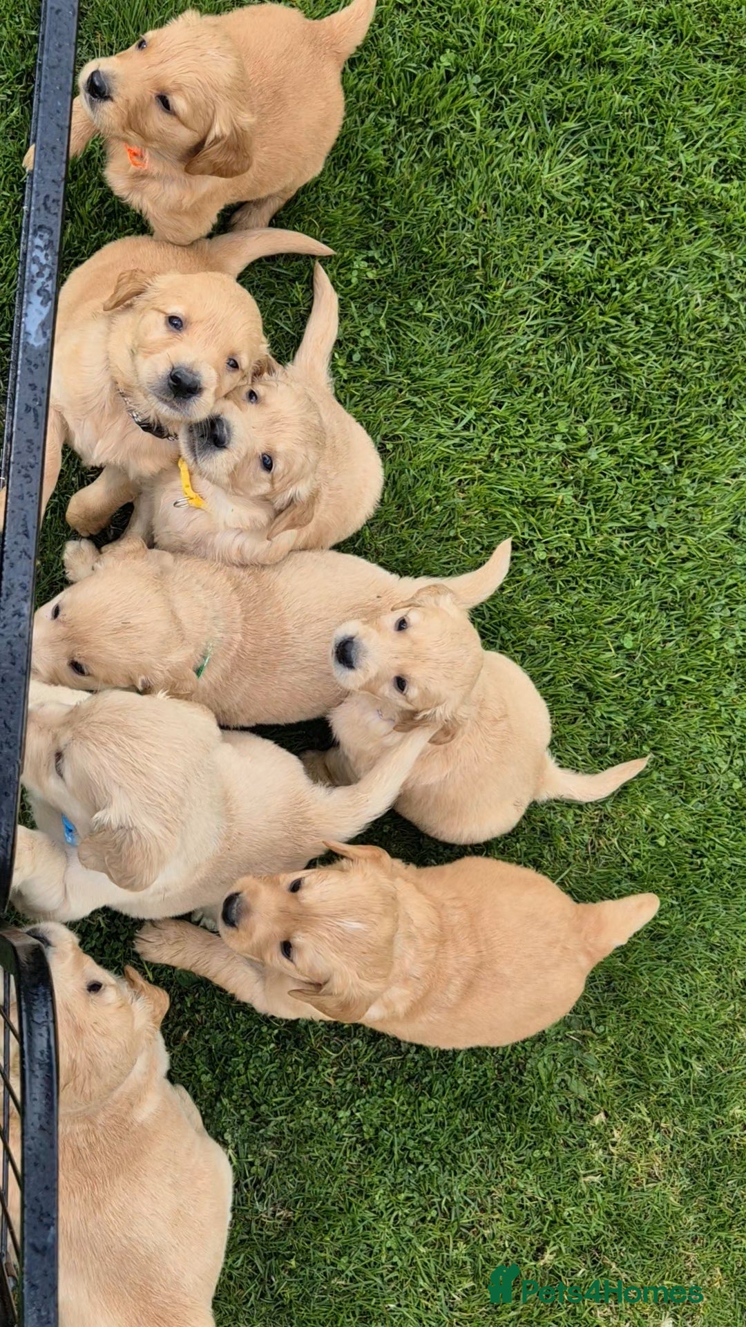 Golden Retriever dogs for sale: KC GOLDEN RETRIEVER PUPPIES HEALTH TESTED PARENTS  - Image 2