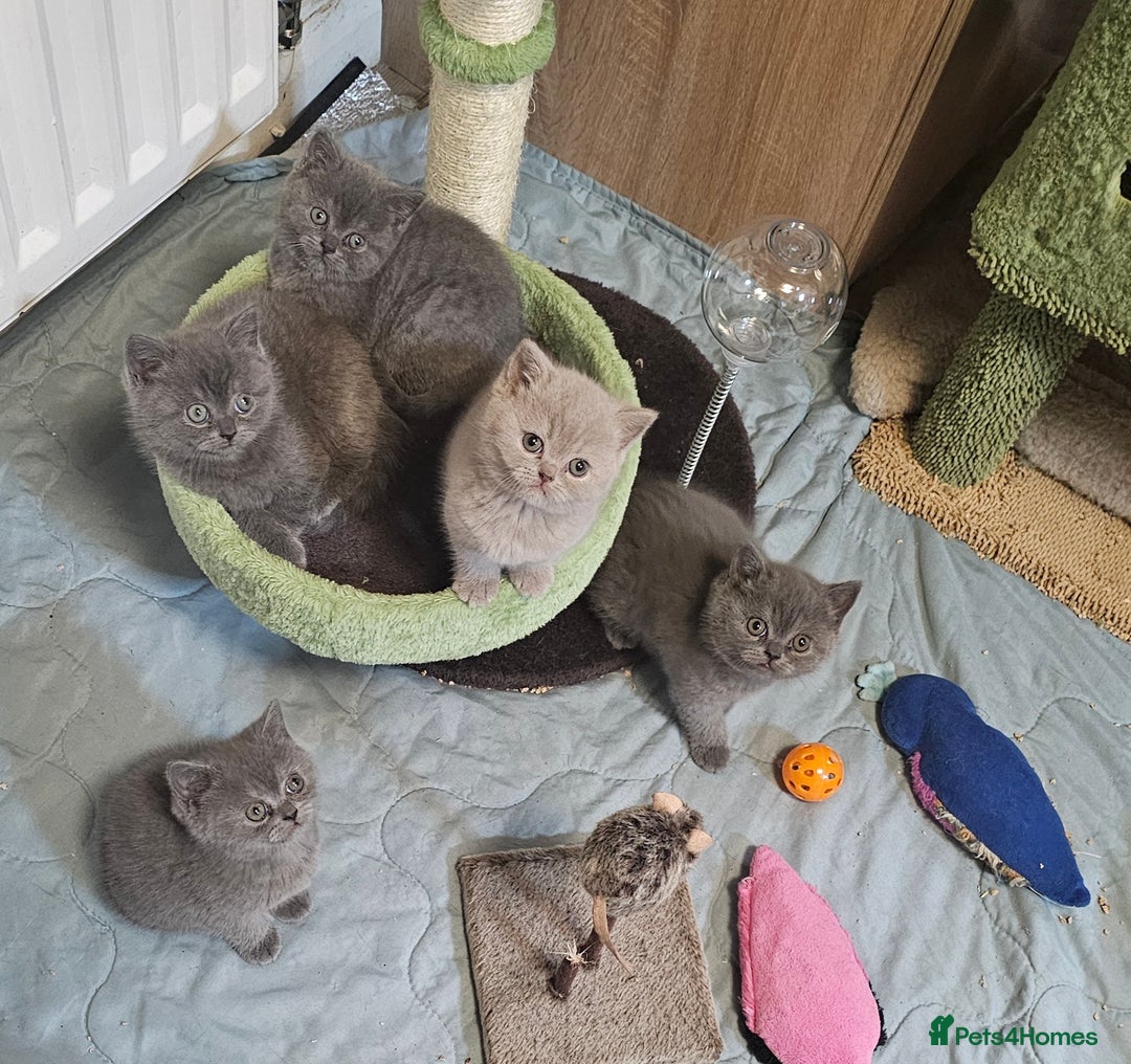 British Shorthair cats for sale: Purebred  British shorthair kittens  - Advert 4
