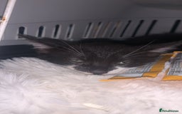 Mixed Breed cats for sale: 8 Week Old Kittens - Image 4