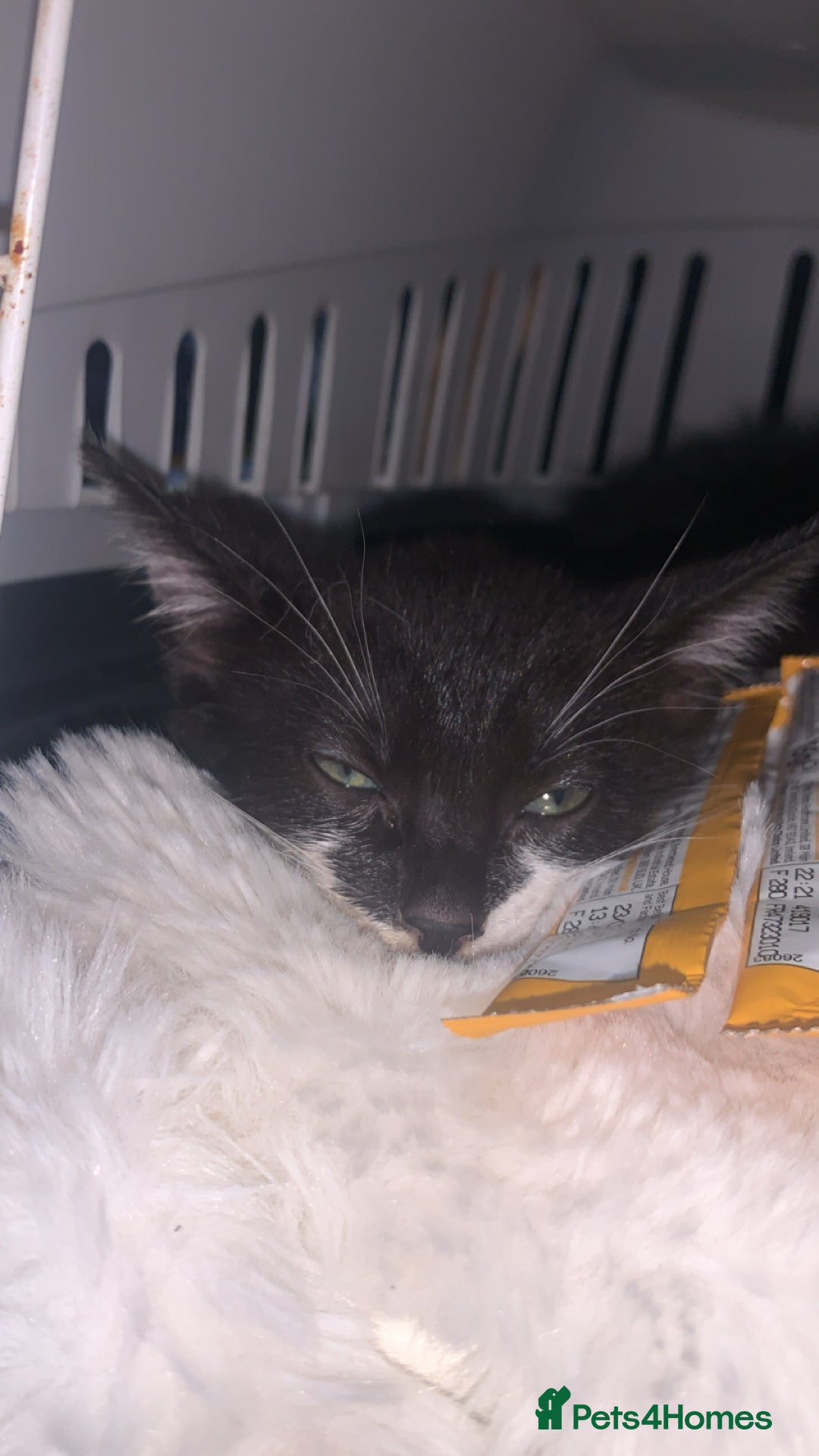 Mixed Breed cats for sale: 8 Week Old Kittens - Image 4