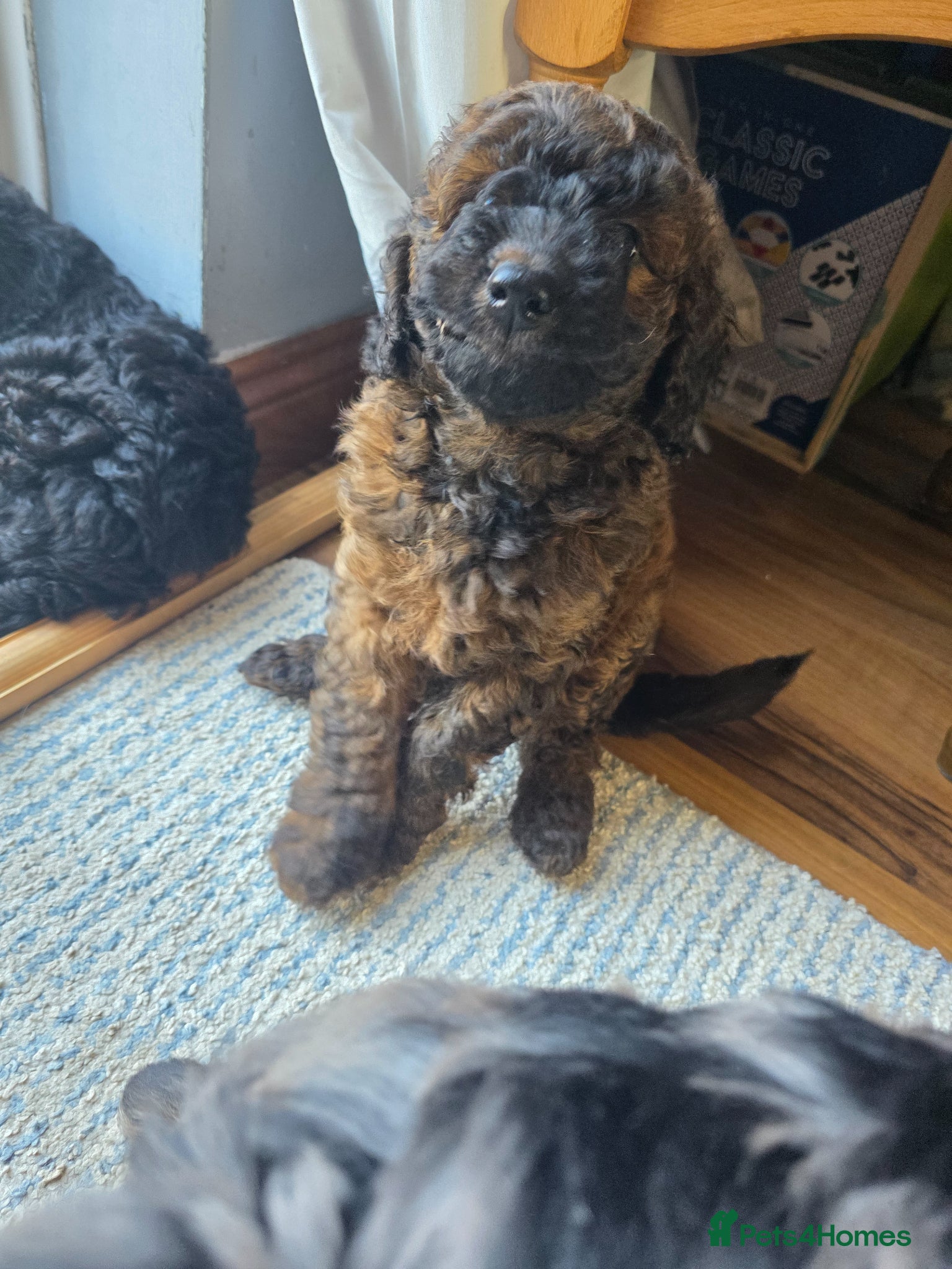 Cockapoo dogs Sable Girl F1b cockapoo Puppies (1 Left) - Advert 15