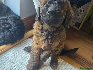 Cockapoo dogs Sable Girl F1b cockapoo Puppies (1 Left) - Advert 15