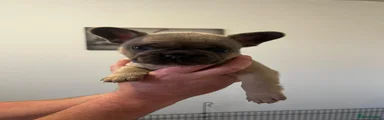French Bulldog Puppy 4