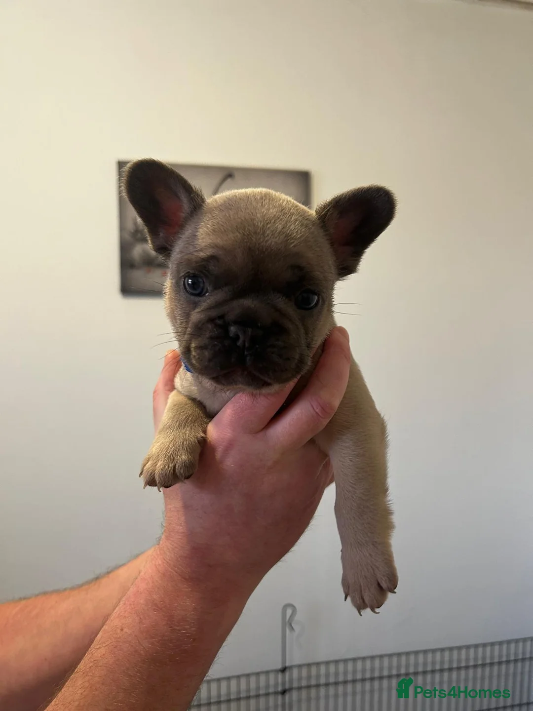 French Bulldog dogs for sale: French Bulldog puppies  - Advert 5