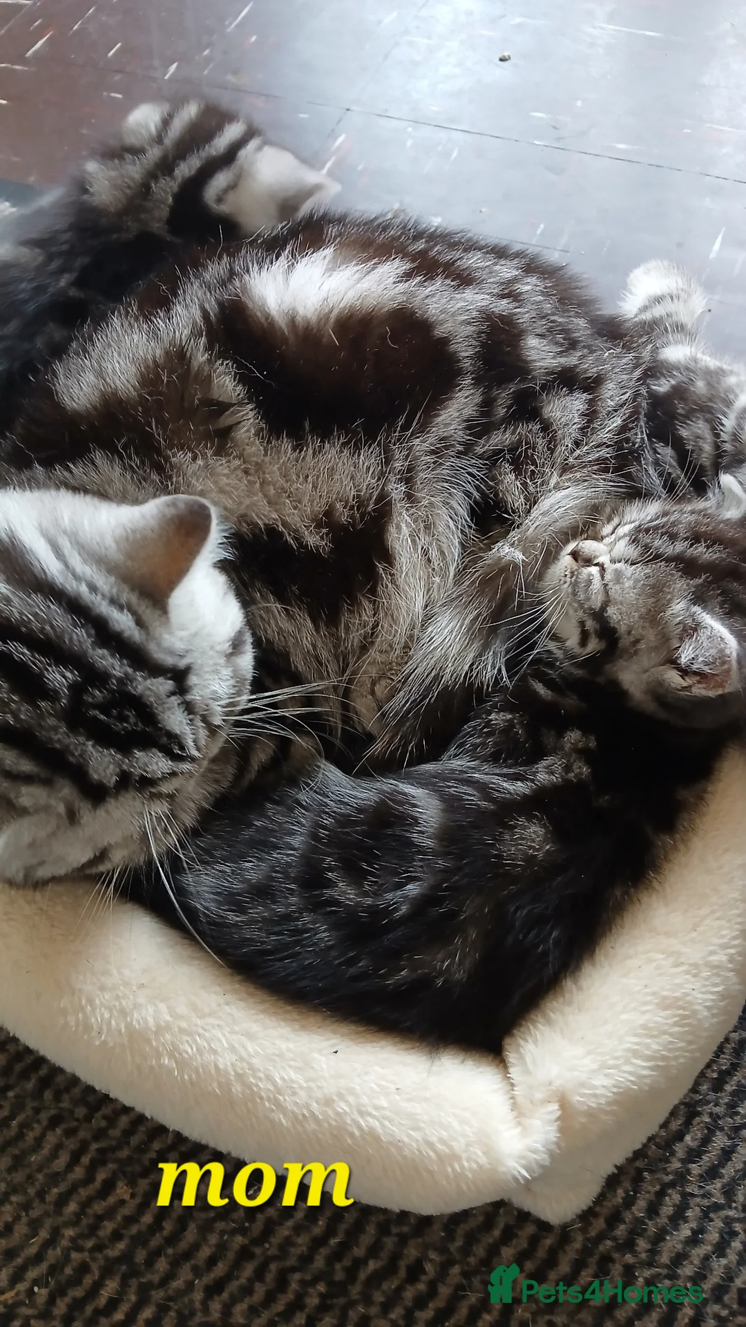 British Shorthair cats for sale: Bsh. Silver clasic tabby . - Advert 1