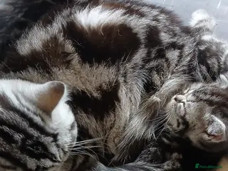 British Shorthair cats Bsh. Silver clasic tabby . - Advert 1