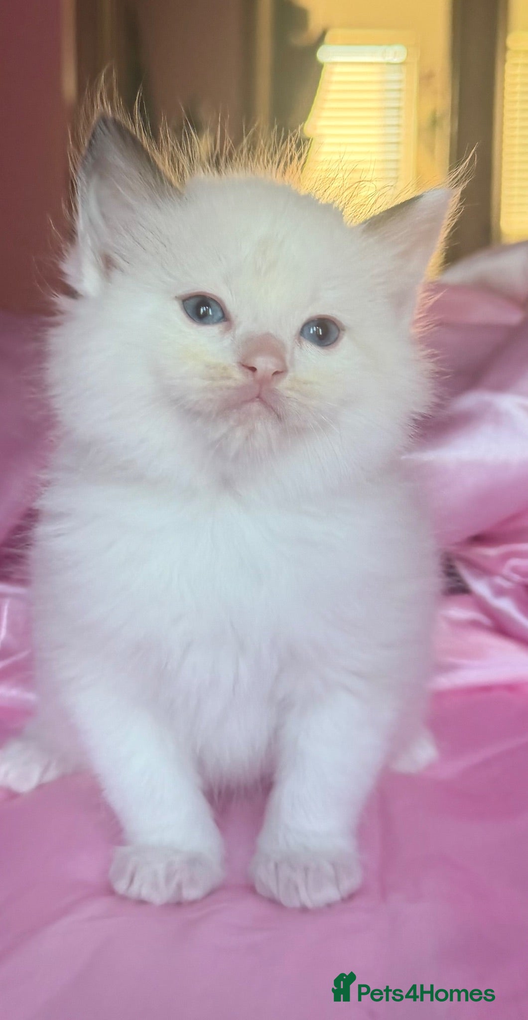 Ragdoll cats for sale:  Unique Bicolour Ragdoll boy  - Advert 2