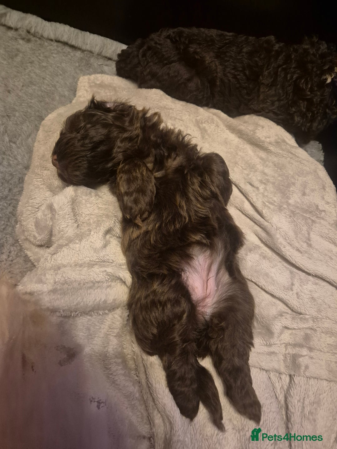 Labradoodle dogs for sale: Stunningly adorable f2b labradoodles! - Advert 12