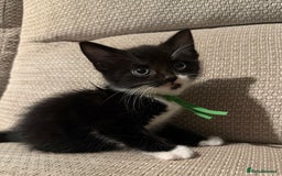 Mixed Breed cats for sale: Beautiful Kittens - Image 4