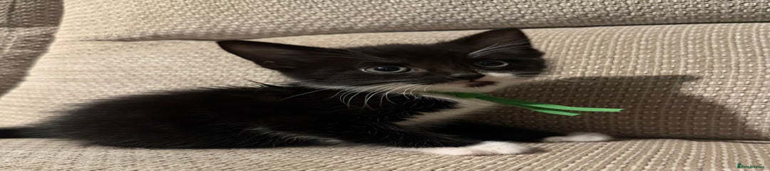 Mixed Breed Kitten 1