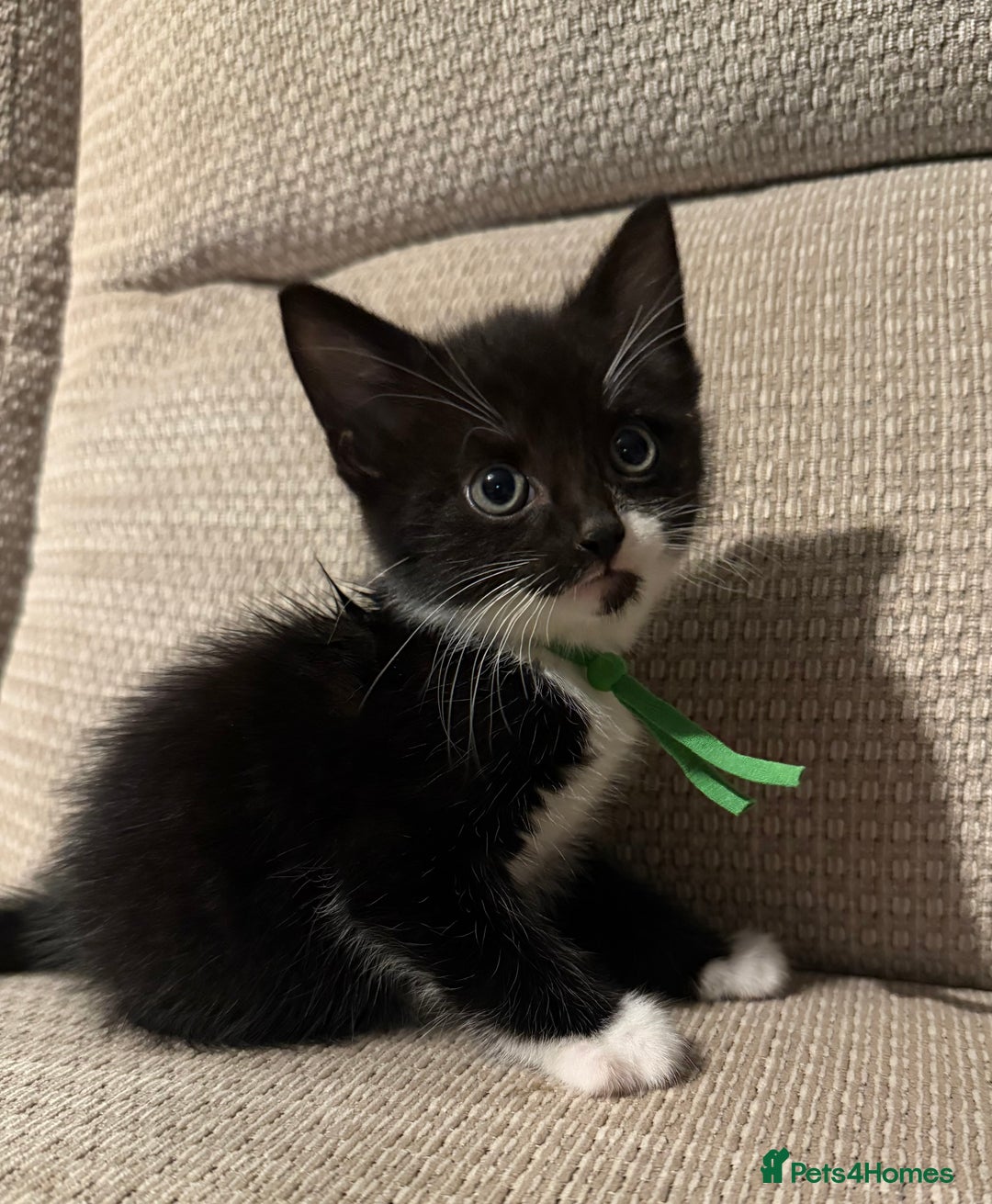 Mixed Breed cats for sale: Beautiful Kittens - Image 4