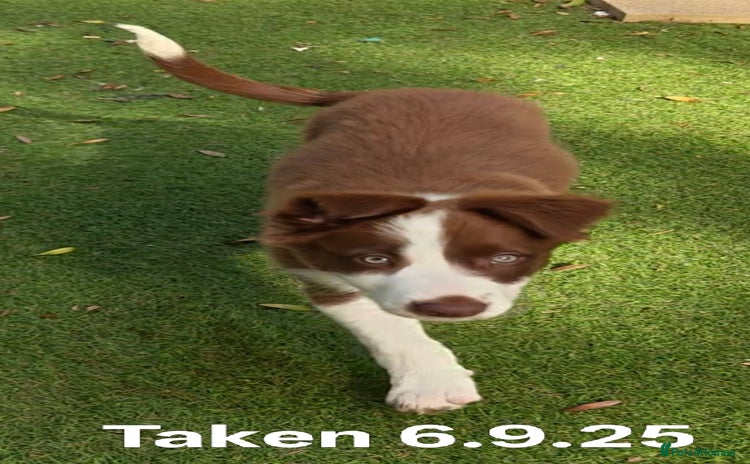 Border Collie dogs - Advert 2