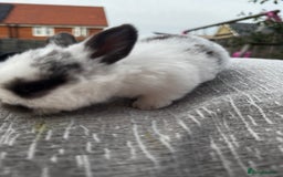 Mini Lop rabbits for sale: Mini Lop Babies ready to reserve - Image 18