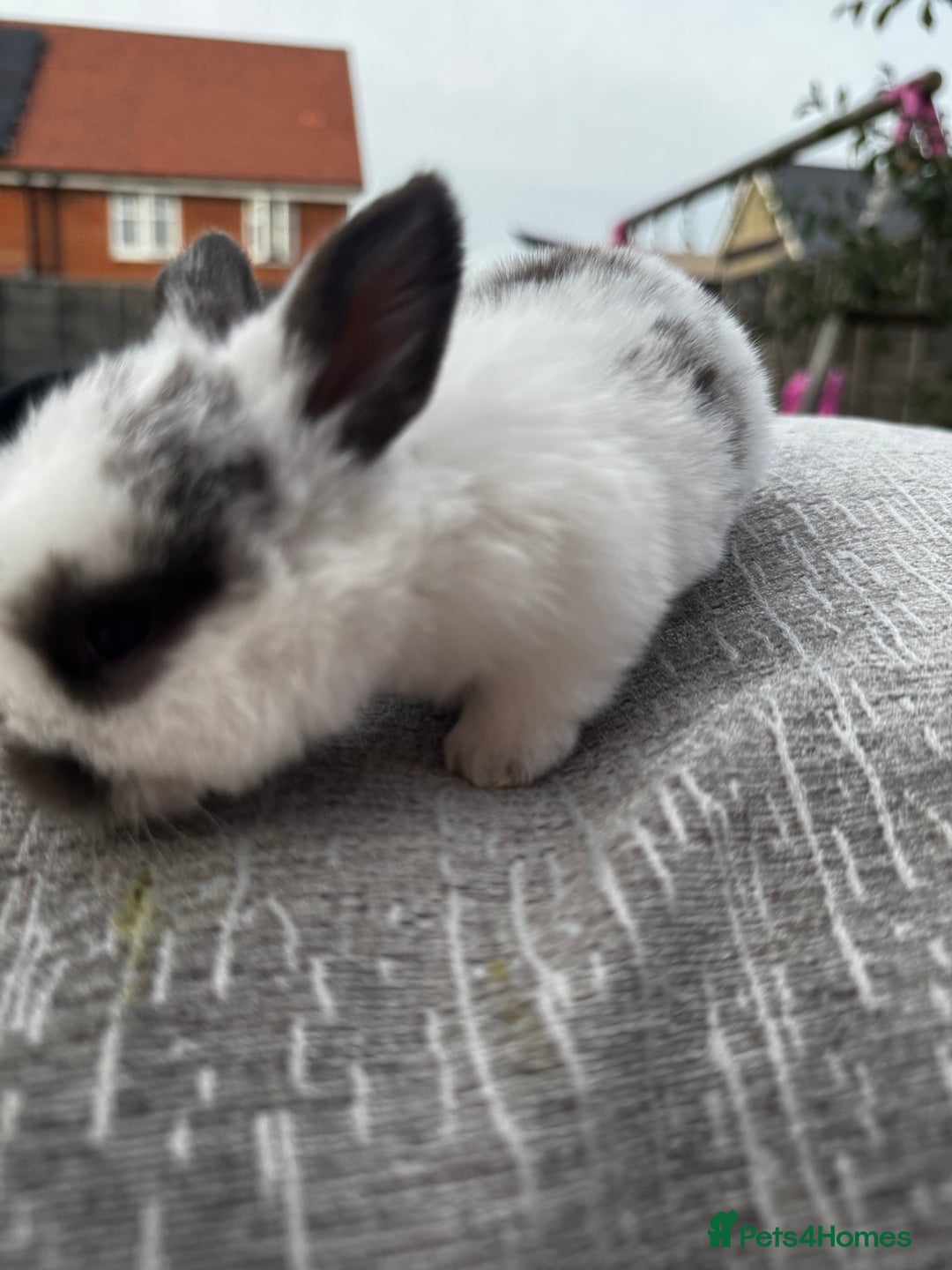 Mini Lop rabbits for sale: Mini Lop Babies ready to reserve - Image 18
