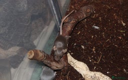 Mouse rodents for sale: Mixture of Fancy Mice For Sale  - Image 17