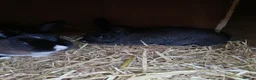 Mixed Breed rabbits for sale: Baby bunnies Dutch cross lop  - Advert 5