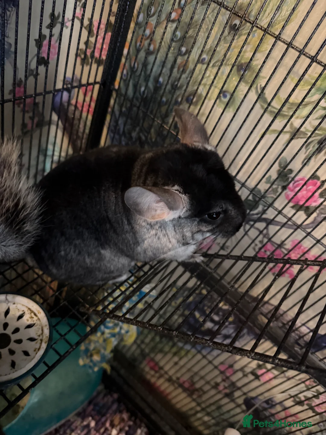 Chinchilla rodents for sale: Two male chinchillas with cage  - Advert 11