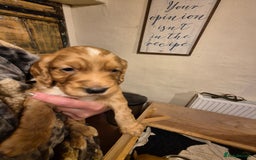 Cocker Spaniel dogs for sale: Beautiful kc working cocker spaniel puppies  - Image 5