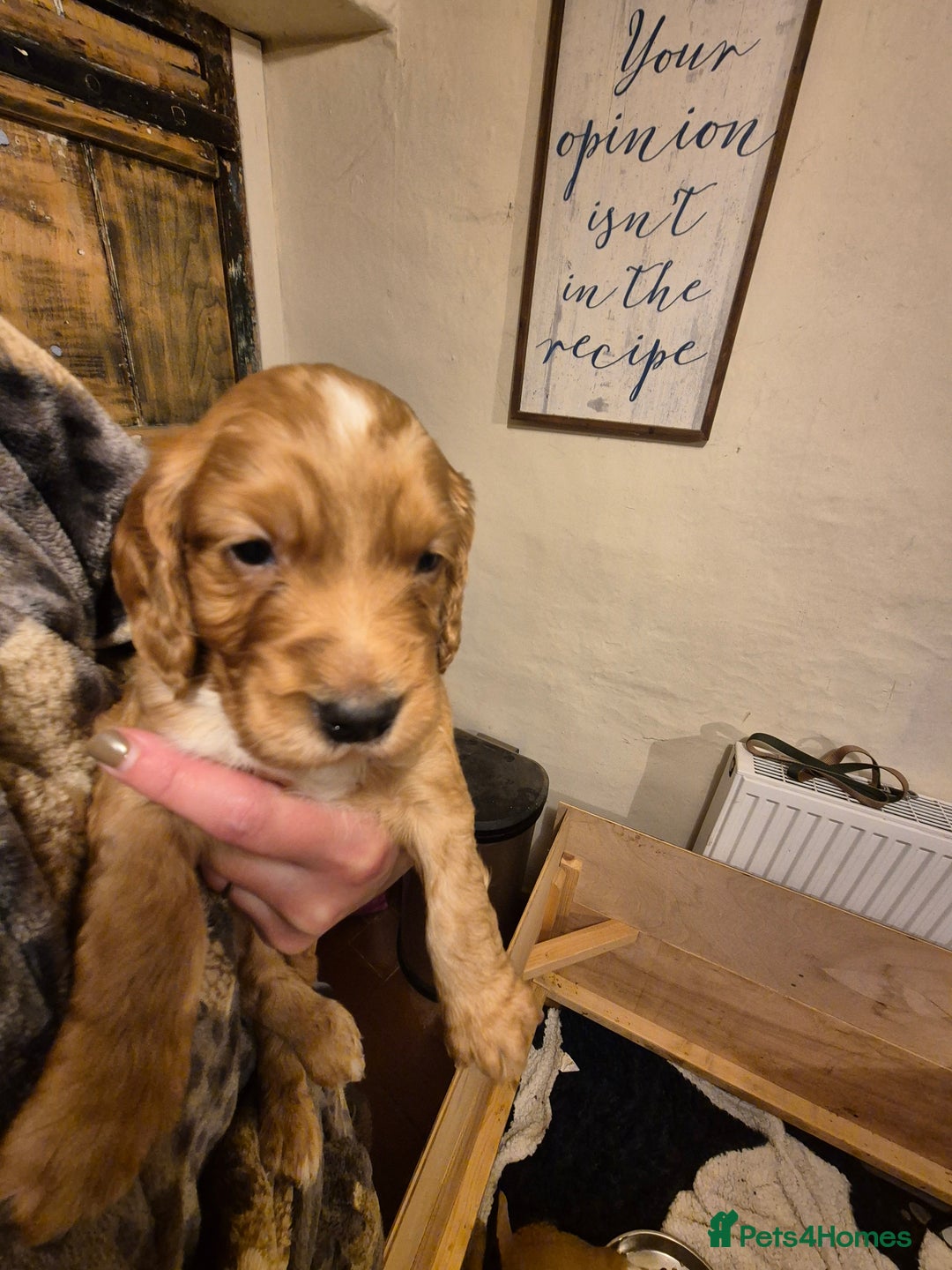 Cocker Spaniel dogs for sale: Beautiful kc working cocker spaniel puppies  - Image 5
