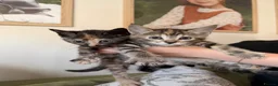 Mixed Breed cats for sale: Beautiful Maine Coon x Rex kittens - Advert 8