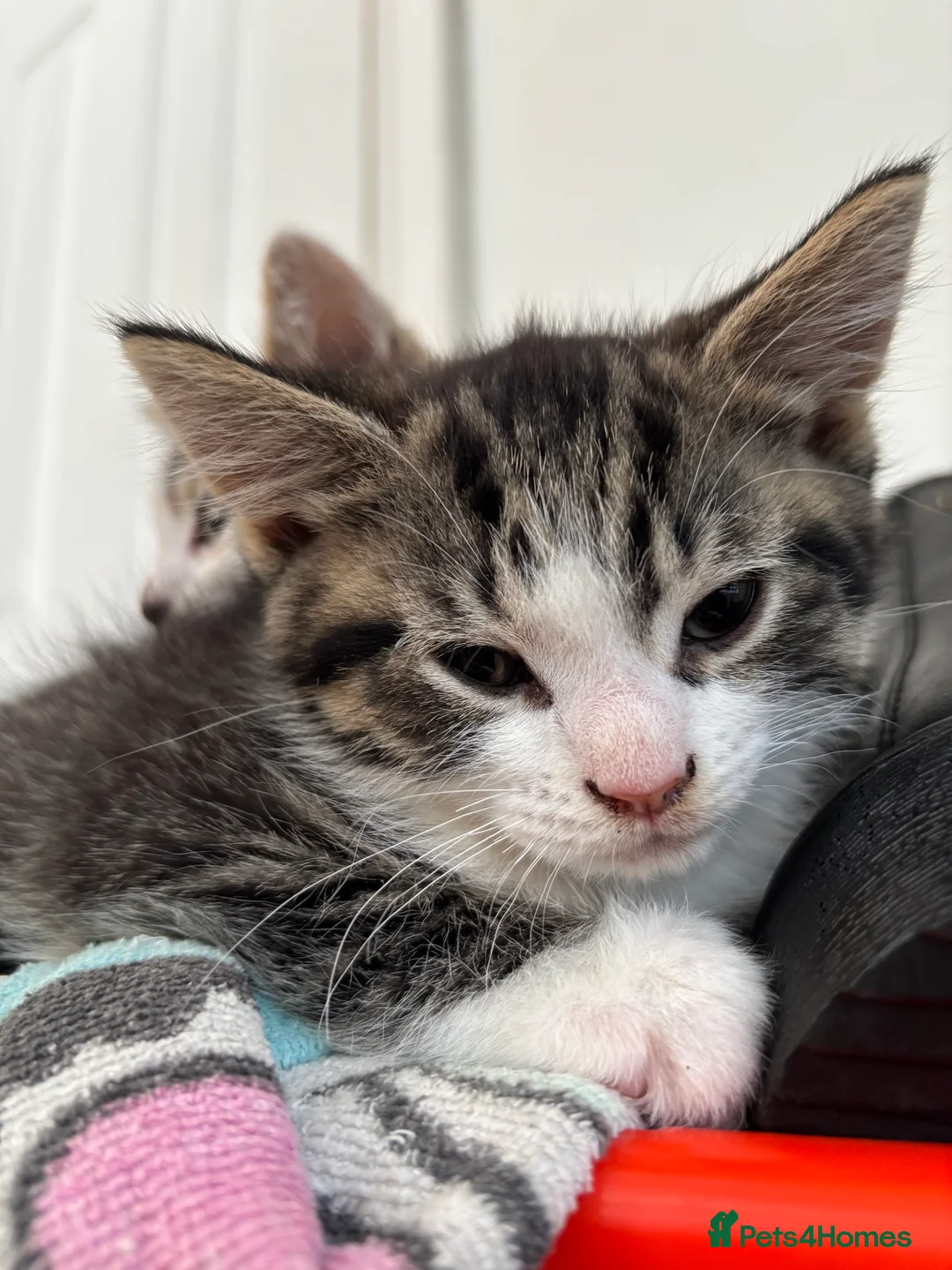 Mixed Breed cats for sale: beautiful babies 🩷💙 - Advert 5