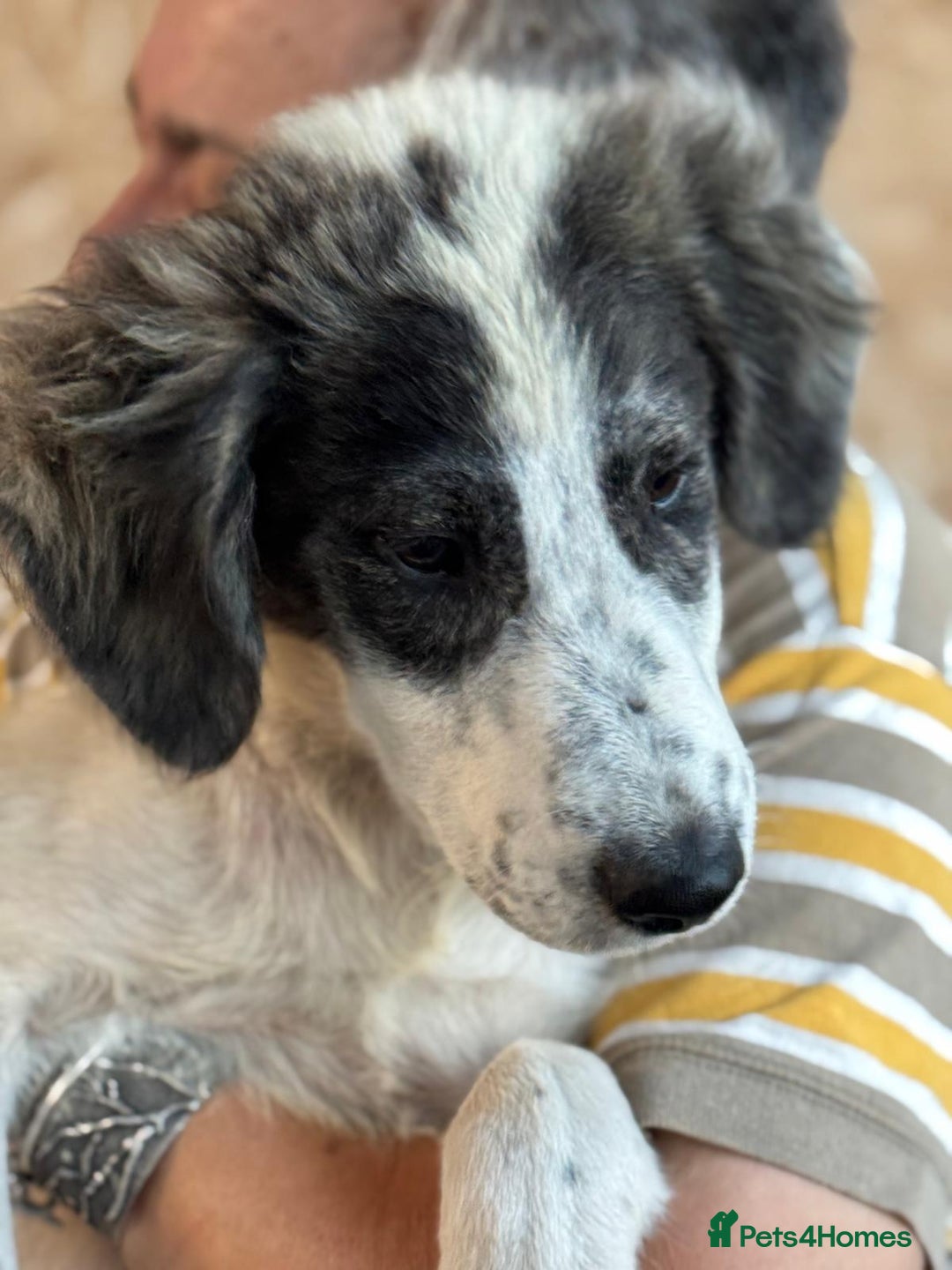 Mixed Breed dogs for adoption: ODIN, a superb young boy - for a Loving Home  - Advert 3