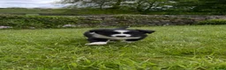 Border Collie dogs for sale: Border Collie Pups  in Sedbergh - Advert 2