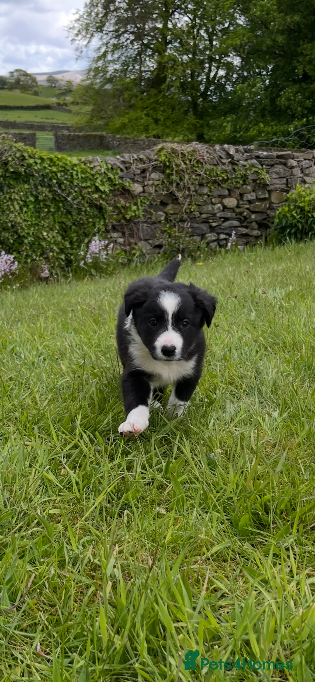 Border Collie dogs for sale: Border Collie Pups  in Sedbergh - Advert 2