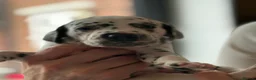 Dalmatian dogs for sale: Black and white puppies  - Advert 4