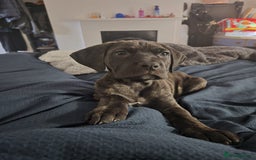Cane Corso dogs for sale: Beautiful cane corso puppy  - Advert 1