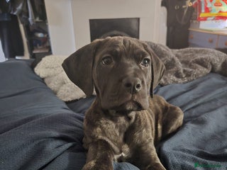 Cane Corso dogs for sale: Beautiful cane corso puppy - Advert 1
