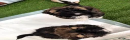 Lhasa Apso dogs for sale: Tibetan Lhasa Apso Brindle Puppies - Advert 3