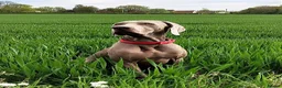 Weimaraner dogs for stud: 🌟Superb🌟Proven🌟Hip Scored🌟KC in Woodbridge - Advert 28