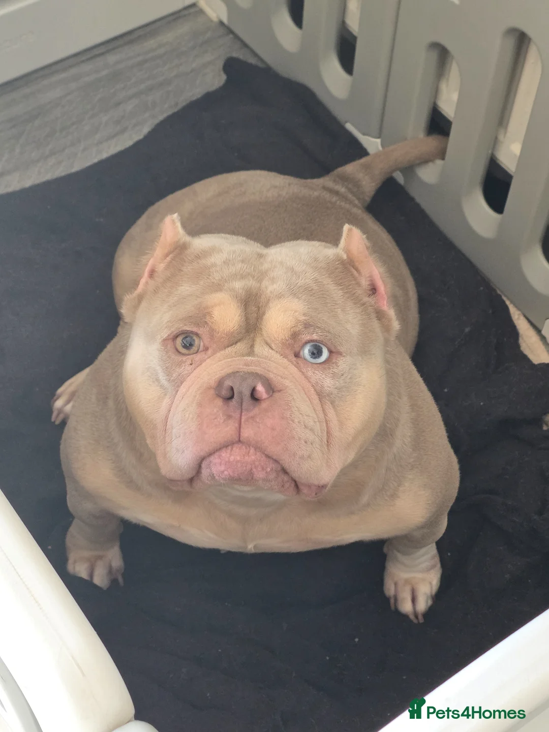 American Bully dogs for sale: Female american pocket bully  - Advert 2