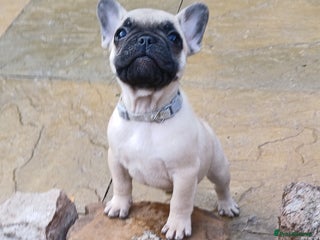 French Bulldog dogs - Advert 11