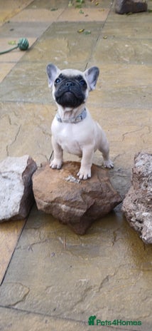French Bulldog dogs - Advert 1