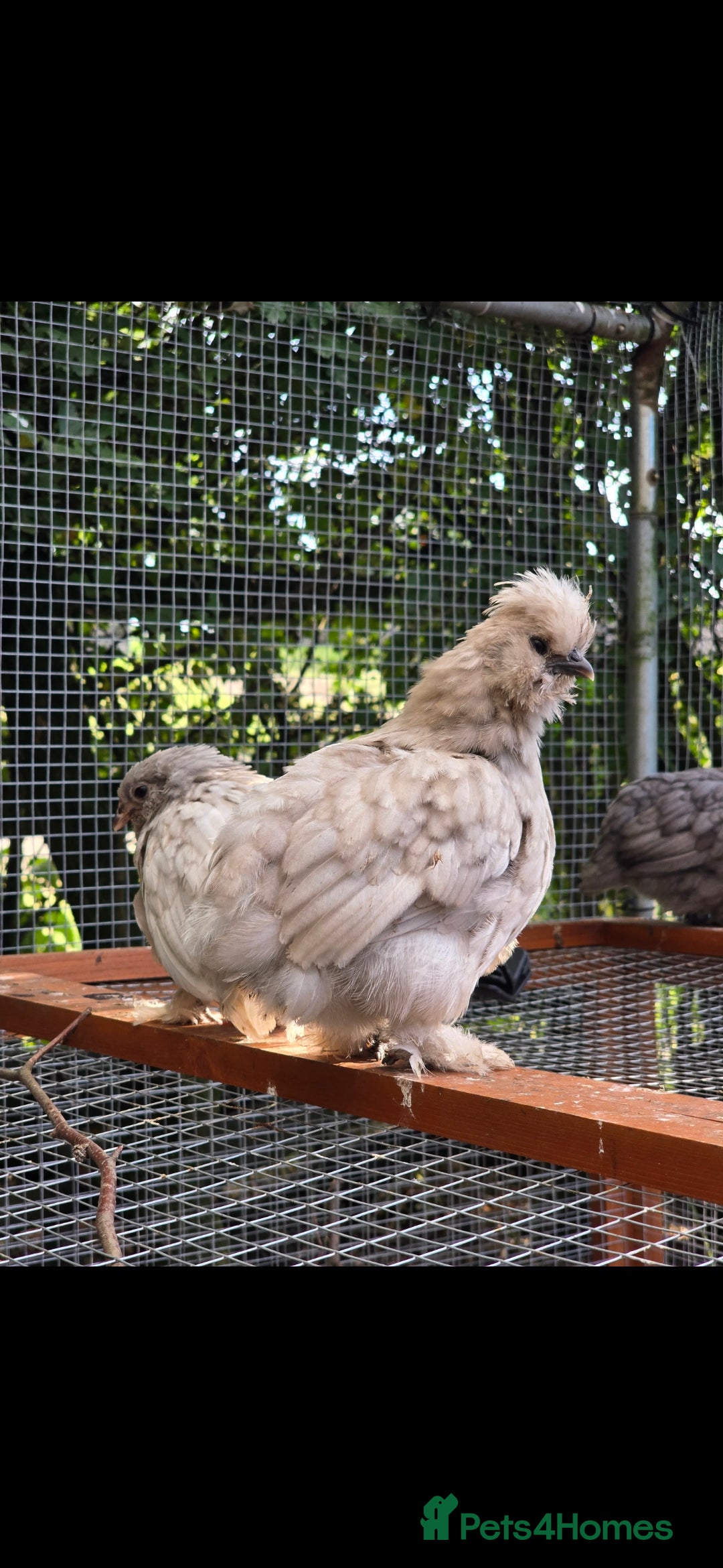 Chickens poultry for sale: 2025 Chicks looking for new homes - Image 18