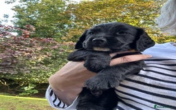 Cocker Spaniel dogs for sale: Upcoming Litter: KC Working Cocker Puppies - Image 30