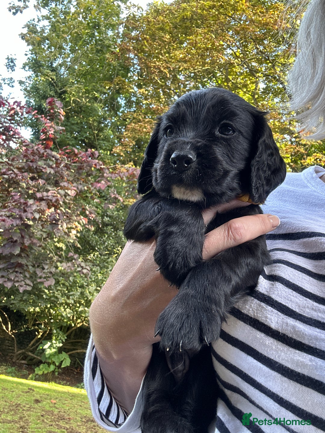 Cocker Spaniel dogs for sale: Upcoming Litter: KC Working Cocker Puppies - Image 30