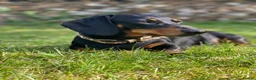 Miniature Dachshund dogs for stud: Health tested and proven miniature dachshund stud  in Malmesbury - Advert 1